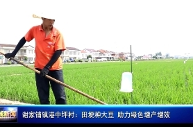 謝家鋪鎮(zhèn)港中坪村：田埂種大豆   助力綠色增產(chǎn)增效