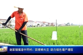 谢家铺镇港中坪村：田埂种大豆   助力绿色增产增效