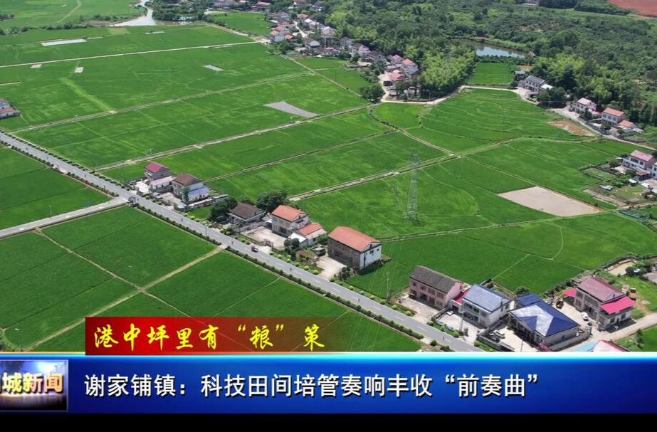 谢家铺镇：科技田间培管奏响丰收“前奏曲”