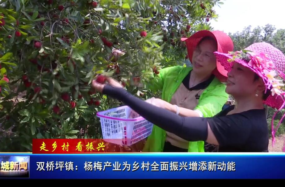 双桥坪镇：杨梅产业为乡村全面振兴增添新动能