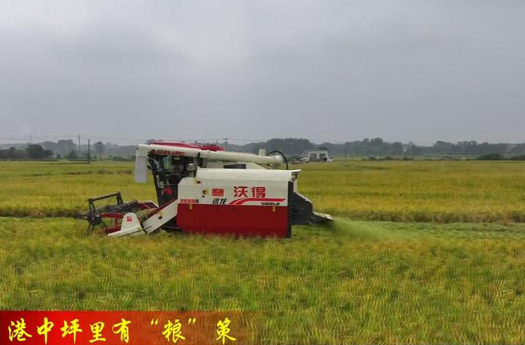 謝家鋪鎮(zhèn)：田間好“豐”景 粒粒盡歸倉