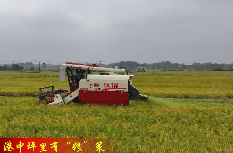 谢家铺镇：田间好“丰”景 粒粒尽归仓