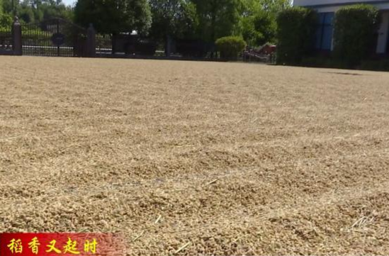 【稻香又起时】草坪镇：开院晒粮暖民心
