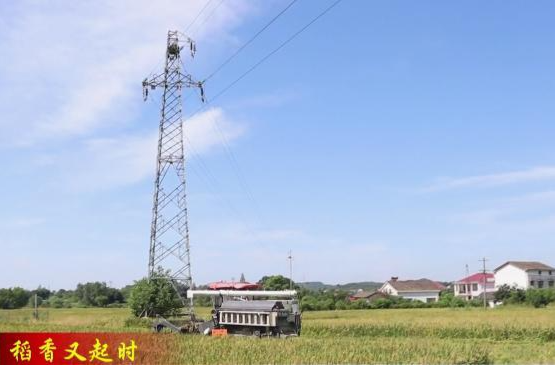 【稻香又起时】镇德桥镇：早稻测产交出丰收“答卷”