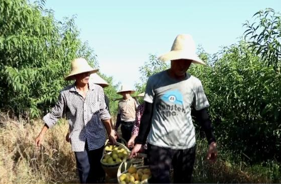 蔡家岗镇：黄桃抢鲜上市