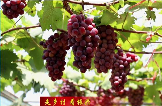 【走乡村  看振兴】黄土店镇：葡萄缀满枝 采摘正当时