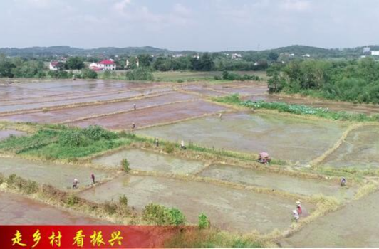 镇德桥镇：晚稻种植正当时