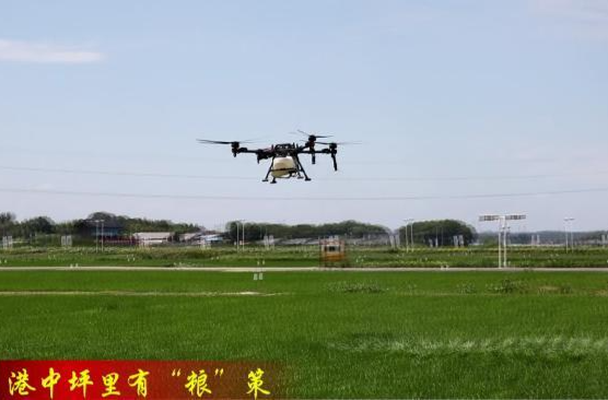 【港中坪里有"粮"策】谢家铺镇：晚稻培管正当时