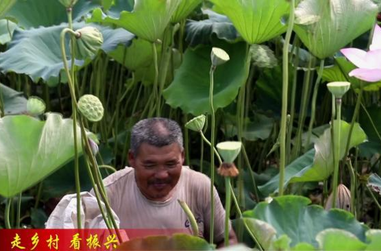 【走乡村  看振兴】韩公渡镇：莲蓬采摘忙