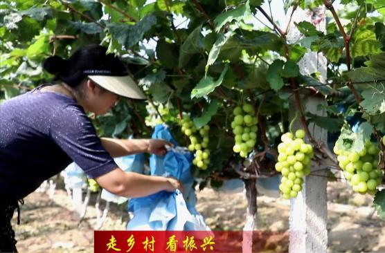 【走乡村  看振兴】草坪镇：葡萄采摘正当时