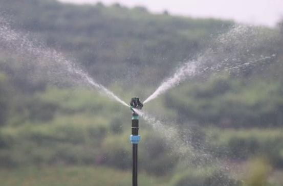 鼎城：水肥一體化讓油茶清涼度夏