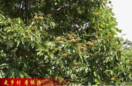【走乡村  看振兴】双桥坪镇双堰堤村：板栗迎丰收 栗农采销忙