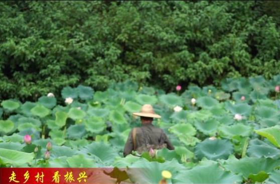 【走鄉(xiāng)村 看振興】花巖溪鎮(zhèn)湖江坪村：蓮蓬采摘忙