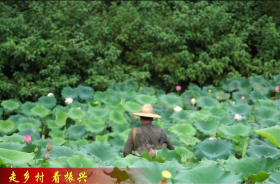 【走乡村 看振兴】花岩溪镇湖江坪村：莲蓬采摘忙