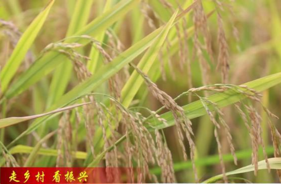 【走乡村 看振兴】石公桥镇：创新“稻-再-油”轮作模式  实现“一田三收”促增产