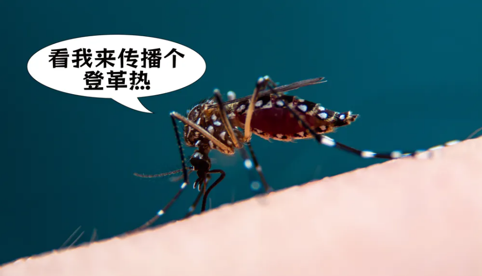 登革热高发季！症状像感冒，别轻易忽视