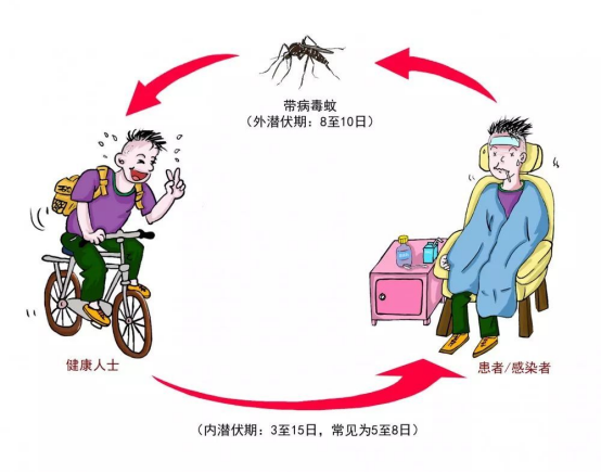 出游需防蚊，远离登革热
