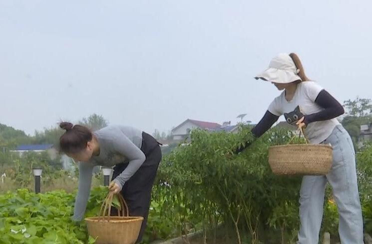 灌溪镇：“共享菜园”为乡村聚“人气”和“财气”
