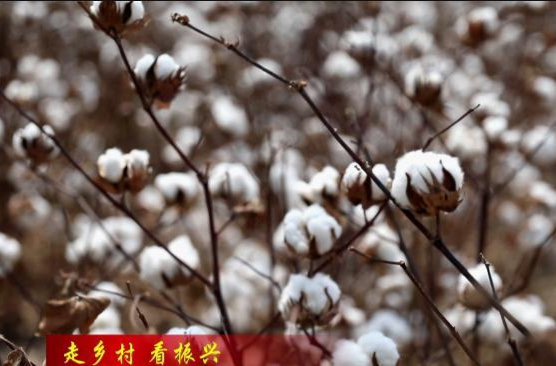 【走乡村 看振兴】石公桥镇： 棉花朵朵开 喜迎丰收来