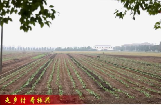 【走乡村 看振兴】鼎城：油菜秋播正当时