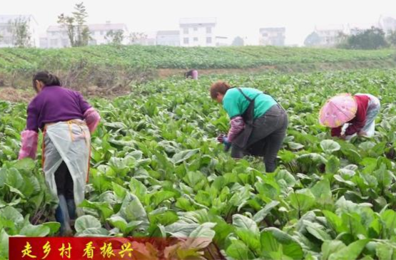 【走鄉(xiāng)村  看振興】鎮(zhèn)德橋鎮(zhèn)：冬季蔬菜搶“鮮”上市