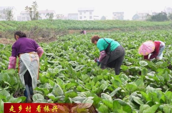 【走乡村  看振兴】镇德桥镇：冬季蔬菜抢“鲜”上市