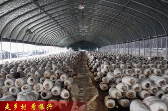 谢家铺镇鹿角坪村：平菇产业奏响乡村振兴“丰收曲”