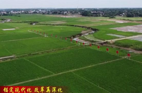 【锚定现代化 改革再深化】鼎城区农业农村局：聚力“三农”谋发展 交出高质量发展的“农业答卷”