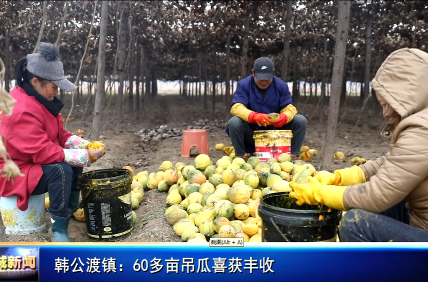 韩公渡镇：60多亩吊瓜喜获丰收