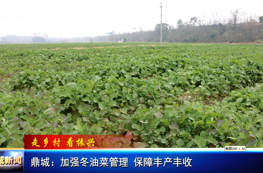 鼎城：加强冬油菜管理   保障丰产丰收