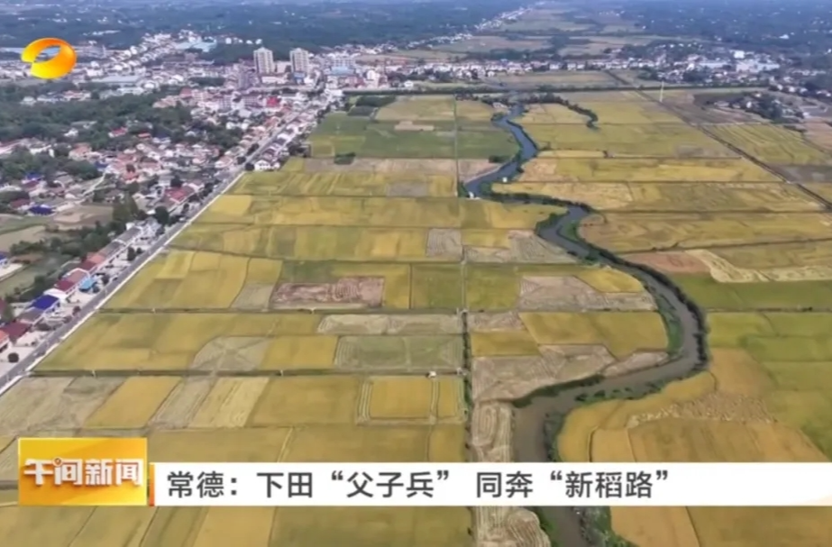 湖南卫视《午间新闻》丨常德：下田“父子兵”  同奔“新道路”