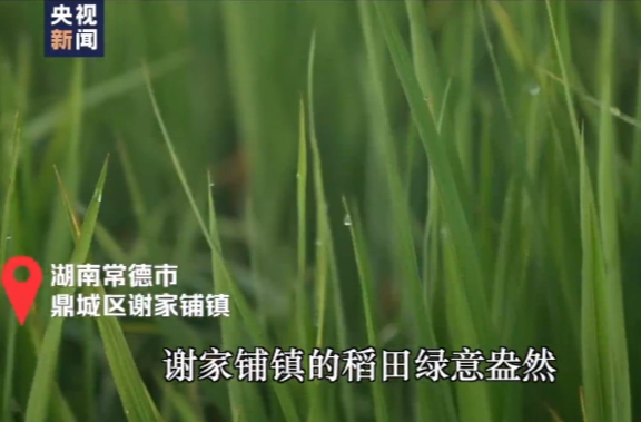 央视新闻推介鼎城丨天下之本 务莫大焉