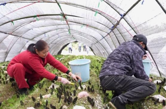 许家桥回维乡：羊肚菌产业撑起乡村振兴“致富伞”