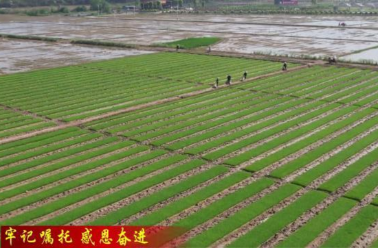 港中坪村：蓄势赋能 打造乡村全面振兴新样板