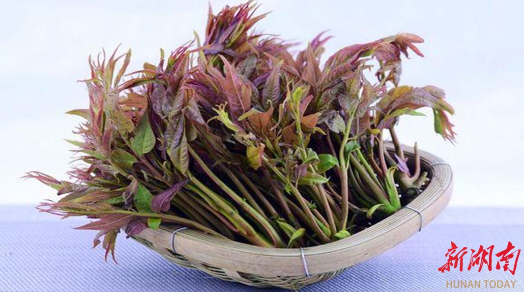 常德二医温馨提醒：美味“香椿芽”，正确食用、小心中毒！