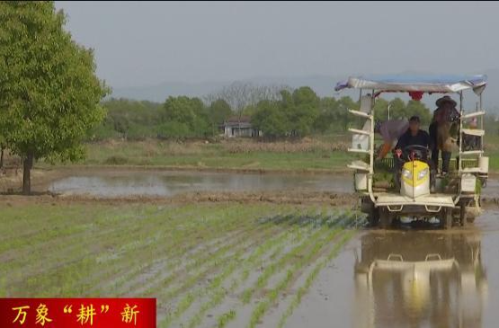 蔡家岗镇：机械化插秧   助力春耕跑出"加速度"
