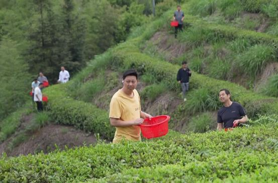 花岩溪管理处：举办采茶文化体验活动