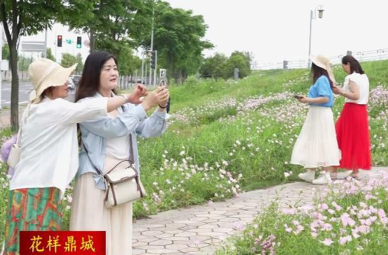 鼎城：月见草花烂漫盛放    吸引市民拍照打卡