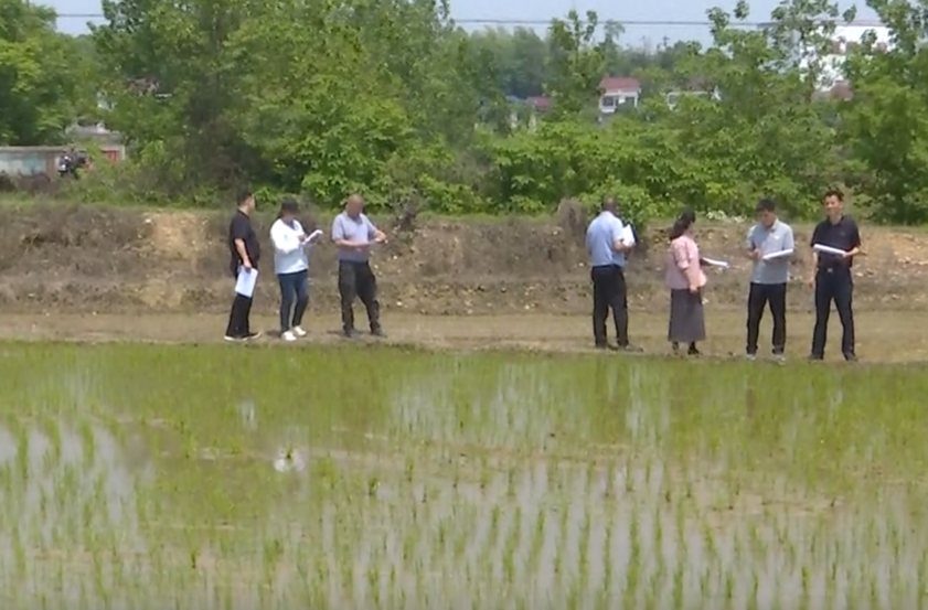 许家桥回维乡：粮食生产示范建设迎“大考”