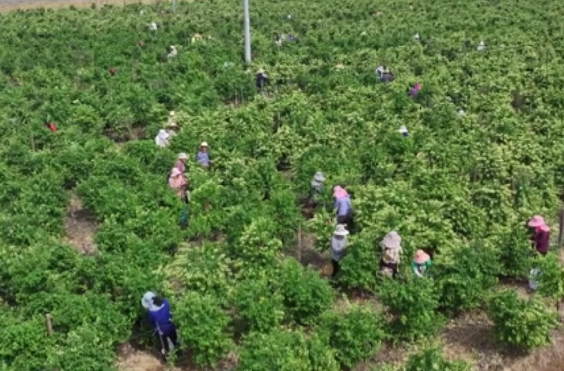 韩公渡镇郑家湾村：金银花炼出富民产业“真金白银”