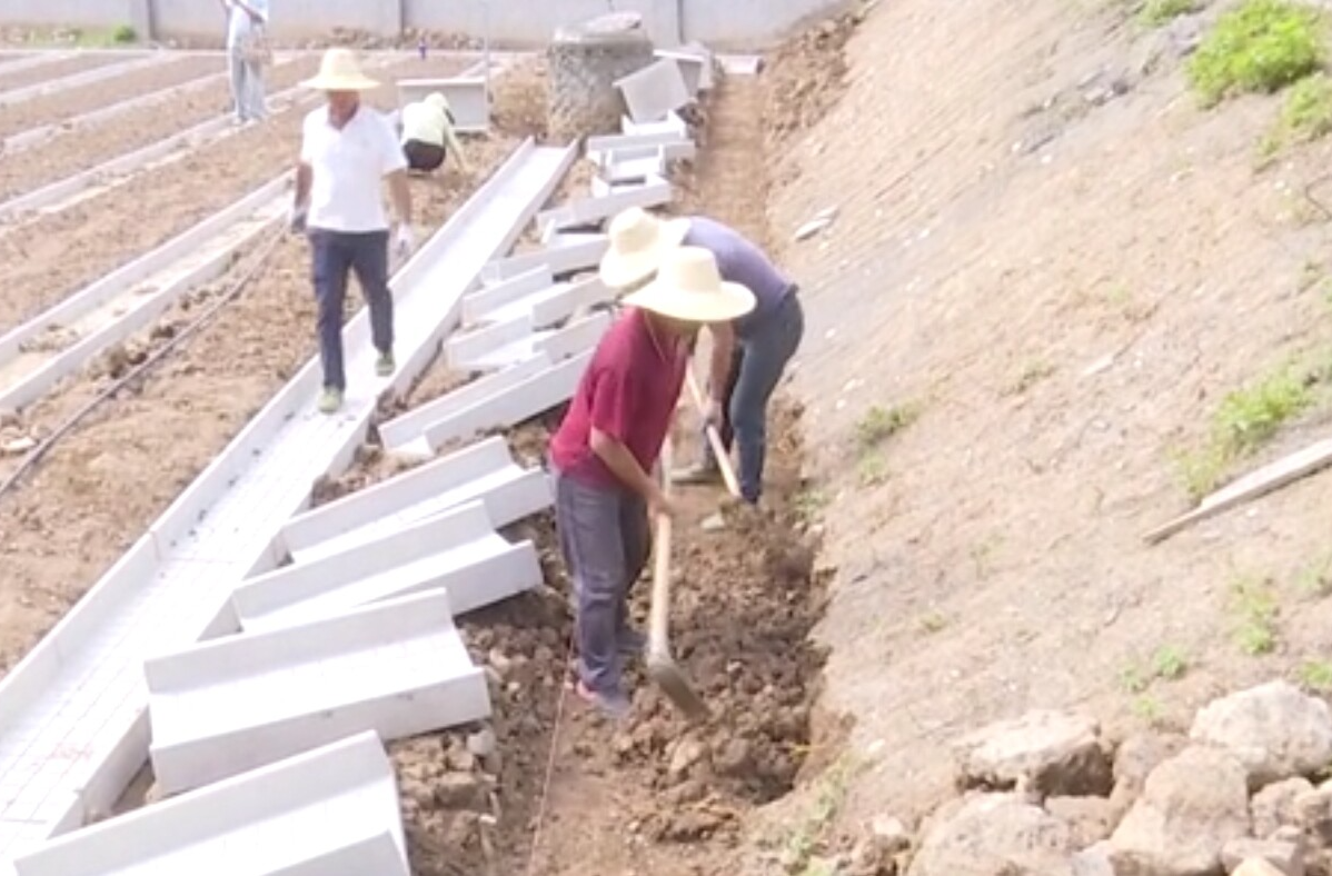 红云街道红云社区：城市共享菜园上线