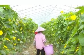 镇德桥镇：蔬菜持续上新  产销两旺“丰”景正浓