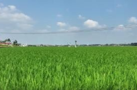 谢家铺镇粮食生产万亩综合示范片：早稻丰收在望