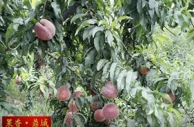 蔡家岗镇：水蜜桃丰收 果农乐享“甜蜜”收益