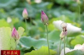 蒿子港镇光复村：荷花初绽  美景如画