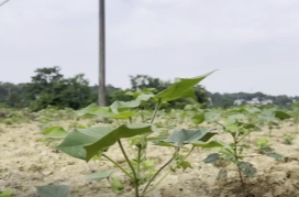 蔡家岗镇：抓好田间管理 助力棉花丰产增收