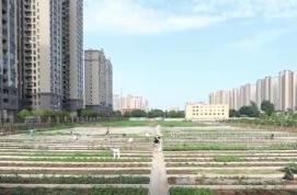 城市“边角地”种出新花样 荒地变身“菜地公园”