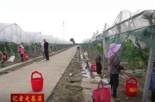 牛鼻滩镇："蔬菜冰箱"破解蔬菜产销难题