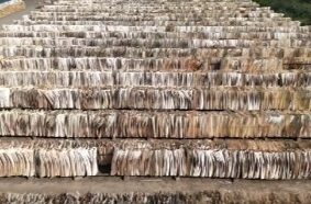 鼎城将建设全市首个年处理量20万吨的秸秆综合利用中心