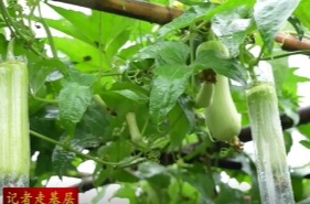 鼎城区供销社：直播带货解农忧 滞销丝瓜“云端”畅销
